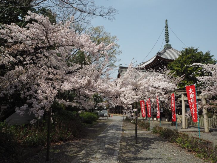 本法寺の桜