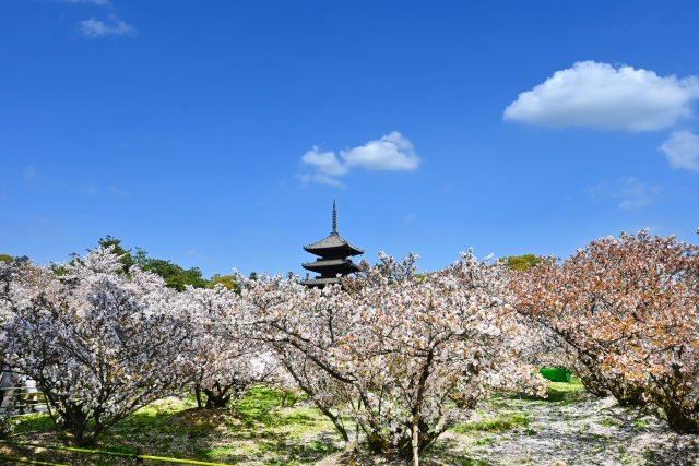 仁和寺の御室桜