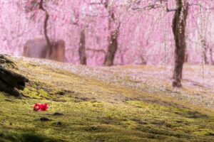 3月の京都寺社巡り！春の観光におすすめは梅と早咲きの桜
