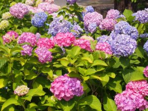 6月におすすめする京都寺社めぐり！夏の京都は紫陽花から始まる