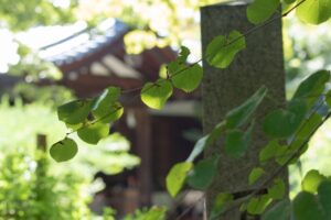 梨木神社の「愛の木」