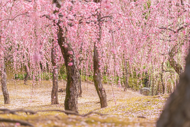 京都寺社でおすすめの花巡り