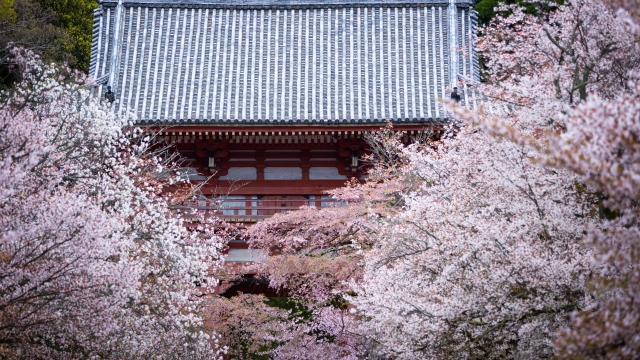 春におすすめの京都花スポット